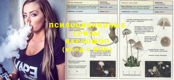 прущие грибы Горнозаводск